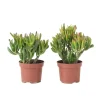 Jadeplant - Set van 2 - Crassula ovata 'Hobbit' - Hoogte 10-20cm - ⌀12cm