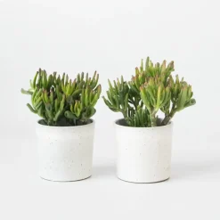 Jadeplant - Set van 2 - Crassula ovata 'Hobbit' - Hoogte 10-20cm - ⌀12cm