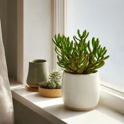 Jadeplant - Set van 2 - Crassula ovata 'Hobbit' - Hoogte 10-20cm - ⌀12cm