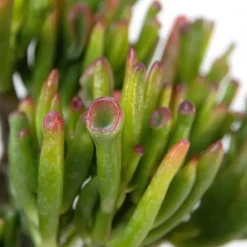 Jadeplant - Set van 2 - Crassula ovata 'Hobbit' - Hoogte 10-20cm - ⌀12cm