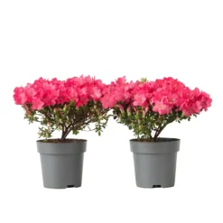 Japanse azalea - Set van 2 - Rhododendron 'Anouk' - Hoogte 25-40cm - ⌀17cm