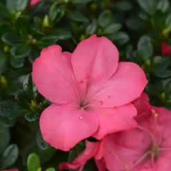 Japanse azalea - Set van 2 - Rhododendron 'Anouk' - Hoogte 25-40cm - ⌀17cm