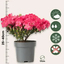 Japanse azalea - Set van 2 - Rhododendron 'Anouk' - Hoogte 25-40cm - ⌀17cm