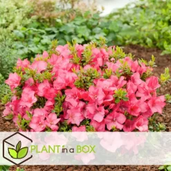 Japanse azalea - Set van 2 - Rhododendron 'Anouk' - Hoogte 25-40cm - ⌀17cm