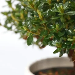 Japanse azalea - Set van 2 - Rhododendron 'Anouk' - Hoogte 25-40cm - ⌀17cm