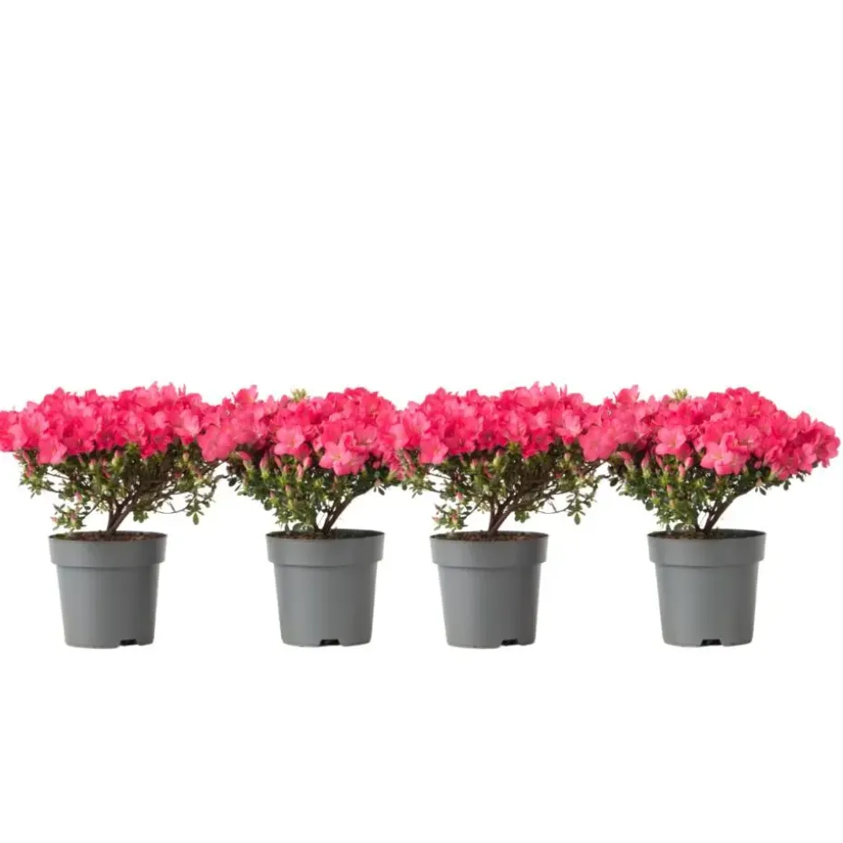 Japanse azalea - Set van 4 - Rhododendron 'Anouk' - Hoogte 25-40cm - ⌀17cm