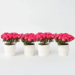 Japanse azalea - Set van 4 - Rhododendron 'Anouk' - Hoogte 25-40cm - ⌀17cm
