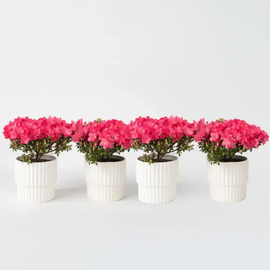 Japanse azalea - Set van 4 - Rhododendron 'Anouk' - Hoogte 25-40cm - ⌀17cm