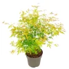 Japanse Esdoorn - Acer palmatum 'Orange Lace' - Hoogte 60-70cm - ⌀19cm