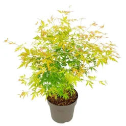 Japanse Esdoorn - Acer palmatum 'Orange Lace' - Hoogte 60-70cm - ⌀19cm