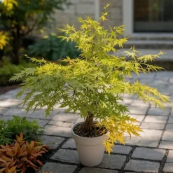 Japanse Esdoorn - Acer palmatum 'Orange Lace' - Hoogte 60-70cm - ⌀19cm