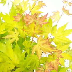 Japanse Esdoorn - Acer palmatum 'Orange Lace' - Hoogte 60-70cm - ⌀19cm