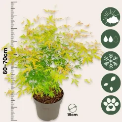 Japanse Esdoorn - Acer palmatum 'Orange Lace' - Hoogte 60-70cm - ⌀19cm