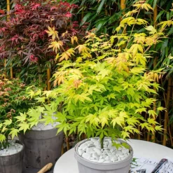 Japanse Esdoorn - Acer palmatum 'Orange Lace' - Hoogte 60-70cm - ⌀19cm
