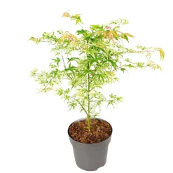Japanse Esdoorn - Acer palmatum 'Ukigumo' - Hoogte 50-60cm - ⌀19cm