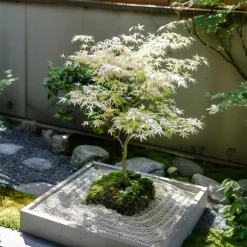 Japanse Esdoorn - Acer palmatum 'Ukigumo' - Hoogte 50-60cm - ⌀19cm