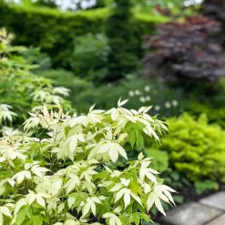 Japanse Esdoorn - Acer palmatum 'Ukigumo' - Hoogte 50-60cm - ⌀19cm
