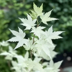 Japanse Esdoorn - Acer palmatum 'Ukigumo' - Hoogte 50-60cm - ⌀19cm