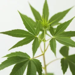 Japanse Esdoorn - Acer palmatum 'Ukigumo' - Hoogte 50-60cm - ⌀19cm