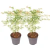 Japanse Esdoorn - Set van 2 - Acer palmatum 'Ukigumo' - Hoogte 50-60cm - ⌀19cm