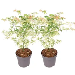 Japanse Esdoorn - Set van 2 - Acer palmatum 'Ukigumo' - Hoogte 50-60cm - ⌀19cm