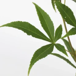 Japanse Esdoorn - Set van 2 - Acer palmatum 'Ukigumo' - Hoogte 50-60cm - ⌀19cm