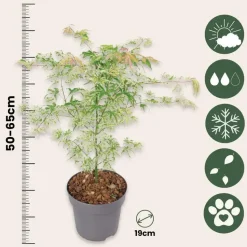 Japanse Esdoorn - Set van 2 - Acer palmatum 'Ukigumo' - Hoogte 50-60cm - ⌀19cm