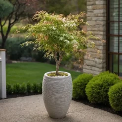 Japanse Esdoorn - Set van 2 - Acer palmatum 'Ukigumo' - Hoogte 50-60cm - ⌀19cm