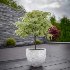 Japanse Esdoorn - Set van 2 - Acer palmatum 'Ukigumo' - Hoogte 50-60cm - ⌀19cm