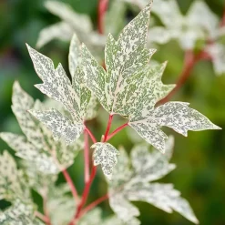 Japanse Esdoorn - Set van 2 - Acer palmatum 'Ukigumo' - Hoogte 50-60cm - ⌀19cm