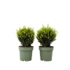 Japanse hulst - Set van 2 - Ilex crenata 'Jenny' - Hoogte 30-40cm - ⌀17cm