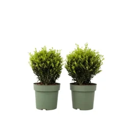 Japanse hulst - Set van 2 - Ilex crenata 'Jenny' - Hoogte 30-40cm - ⌀17cm