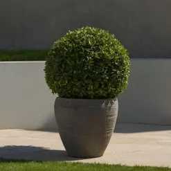 Japanse hulst - Set van 2 - Ilex crenata 'Jenny' - Hoogte 30-40cm - ⌀17cm