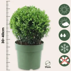 Japanse hulst - Set van 2 - Ilex crenata 'Jenny' - Hoogte 30-40cm - ⌀17cm
