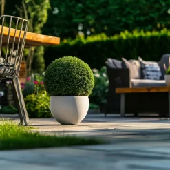 Japanse hulst - Set van 2 - Ilex crenata 'Jenny' - Hoogte 30-40cm - ⌀17cm