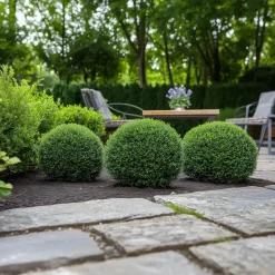 Japanse hulst - Set van 2 - Ilex crenata 'Jenny' - Hoogte 30-40cm - ⌀17cm