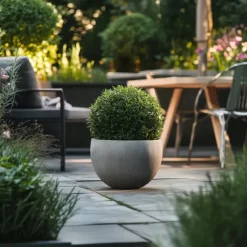 Japanse hulst - Set van 2 - Ilex crenata 'Jenny' - Hoogte 30-40cm - ⌀17cm