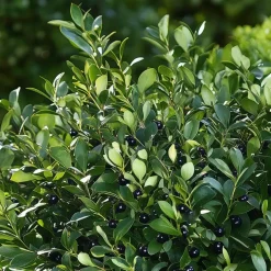 Japanse hulst - Set van 2 - Ilex crenata 'Jenny' - Hoogte 30-40cm - ⌀17cm