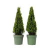 Japanse hulst - Set van 2 - Ilex crenata 'Jenny' - Hoogte 55-65cm - ⌀21cm
