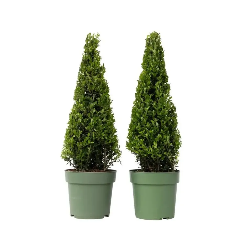 Japanse hulst - Set van 2 - Ilex crenata 'Jenny' - Hoogte 55-65cm - ⌀21cm