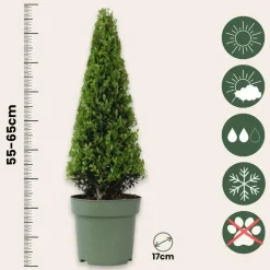 Japanse hulst - Set van 2 - Ilex crenata 'Jenny' - Hoogte 55-65cm - ⌀21cm