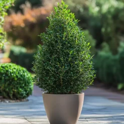 Japanse hulst - Set van 2 - Ilex crenata 'Jenny' - Hoogte 55-65cm - ⌀21cm