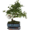 Japanse lep - Zelkova serrata - Hoogte 20-25cm - ⌀15cm