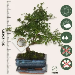Japanse lep - Zelkova serrata - Hoogte 20-25cm - ⌀15cm