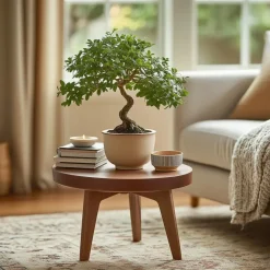 Japanse lep - Zelkova serrata - Hoogte 20-25cm - ⌀15cm