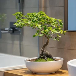 Japanse lep - Zelkova serrata - Hoogte 20-25cm - ⌀15cm