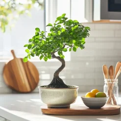 Japanse lep - Zelkova serrata - Hoogte 20-25cm - ⌀15cm