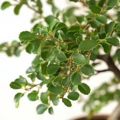 Japanse lep - Zelkova serrata - Hoogte 20-25cm - ⌀15cm