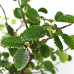 Japanse lep - Zelkova serrata - Hoogte 20-25cm - ⌀15cm