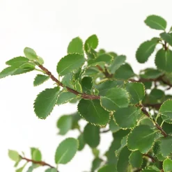 Japanse lep - Zelkova serrata - Hoogte 20-25cm - ⌀15cm